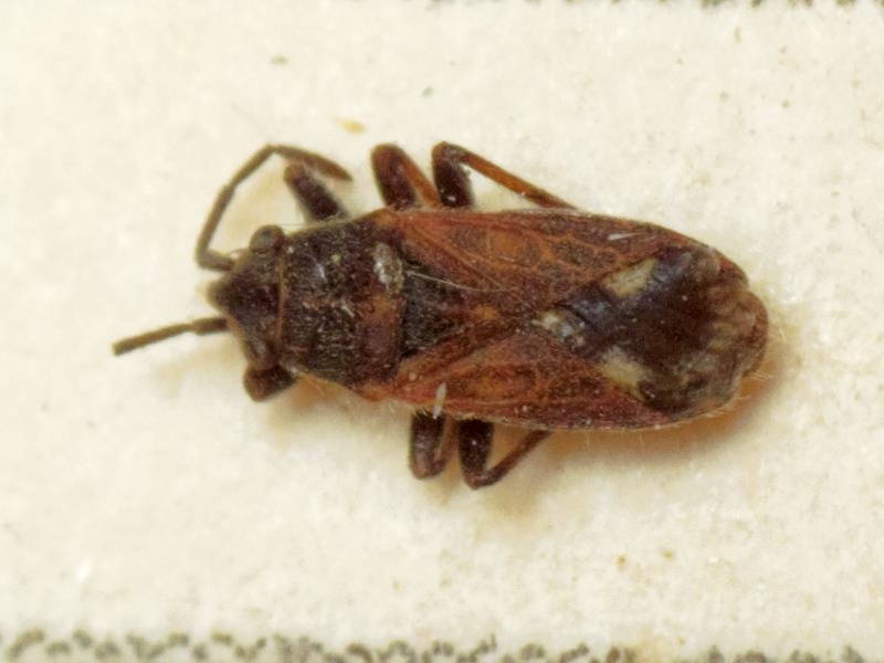 Lygaeosoma sardeum Spinola, 1837